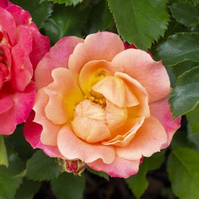 Image showing  2 gal. Rose Peach Sunblaze