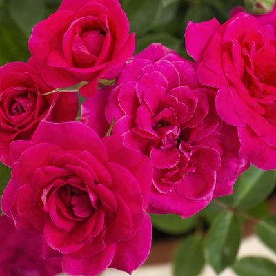 Image showing  2 gal. Rose Dragon Fruit Sunblaze