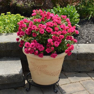 Image showing  2 gal. Rose Dragon Fruit Sunblaze