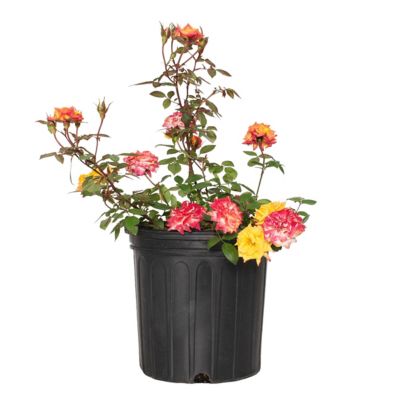 National Plant Network 2 gal. Rose Rainbow Sunblaze