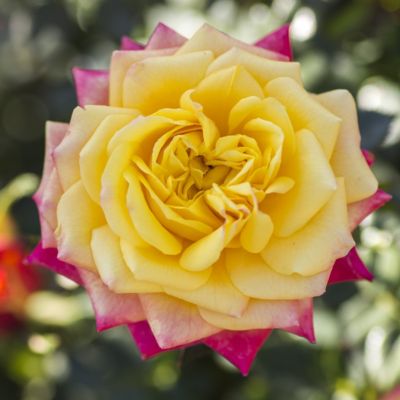 Image showing  2 gal. Rose Rainbow Sunblaze