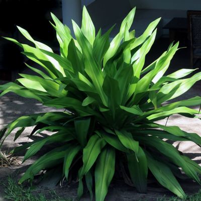 Image showing  3 gal. Aspadistra Cast Iron