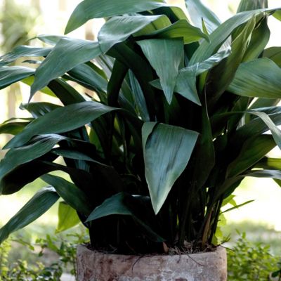 Image showing  3 gal. Aspadistra Cast Iron