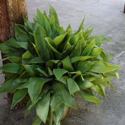 Image showing  3 gal. Aspadistra Cast Iron