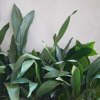 Image showing  3 gal. Aspadistra Cast Iron