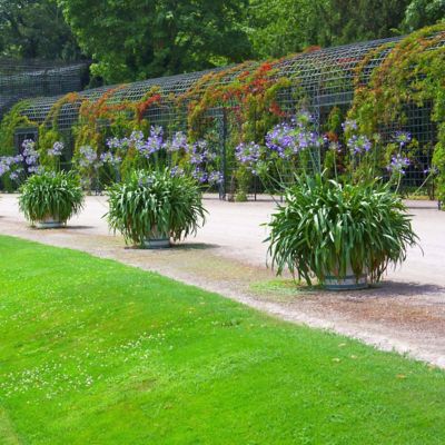 Image showing  1 gal. Agapanthas