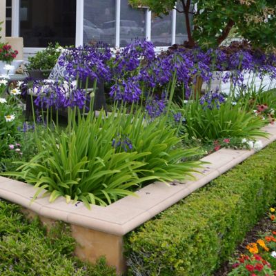 Image showing 6 th National Plant Network 1 gal. Agapanthas