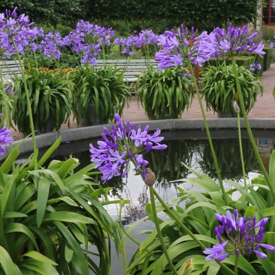 Image showing 7 th National Plant Network 1 gal. Agapanthas