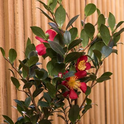 Image showing  3 gal. Camellia Yuletide