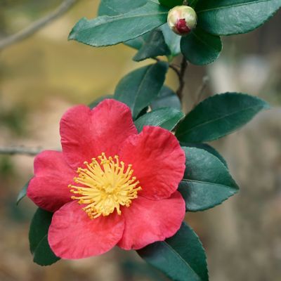 Image showing  3 gal. Camellia Yuletide