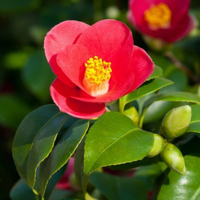 Image showing  3 gal. Camellia Yuletide