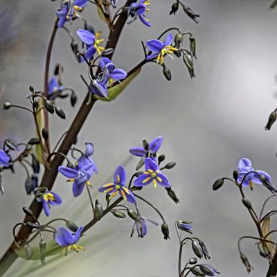 Image showing  1 gal. Potted Violet Dianella Flax Lily Bush