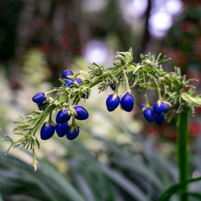 Image showing  1 gal. Potted Violet Dianella Flax Lily Bush