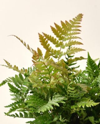 Image showing  1 gal. Potted Orange/Red Autumn Fern Bush