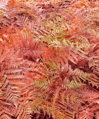 Image showing  1 gal. Potted Orange/Red Autumn Fern Bush
