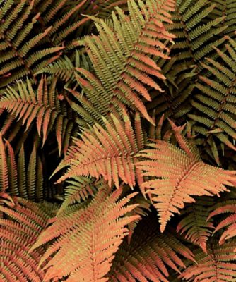 Image showing  1 gal. Potted Orange/Red Autumn Fern Bush