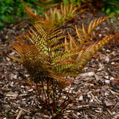 Image showing 5 th National Plant Network 1 gal. Potted Orange/Red Autumn Fern Bush