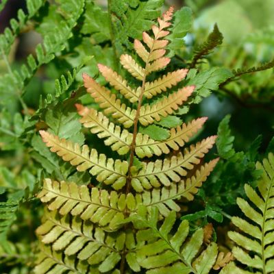 Image showing 6 th National Plant Network 1 gal. Potted Orange/Red Autumn Fern Bush