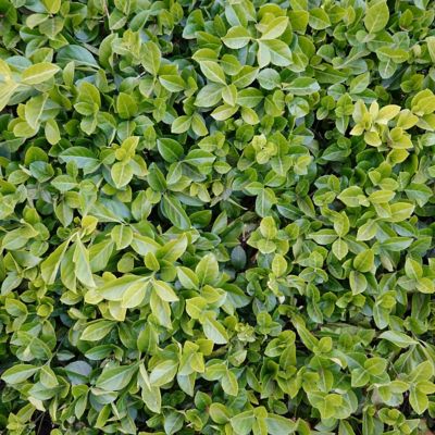 Image showing  1 gal. Asiatic Jasmine