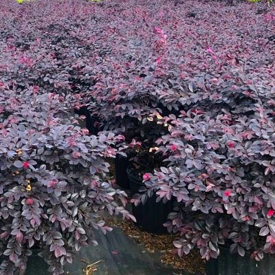 Image showing  3 gal. Loropetalum Cerise Charm