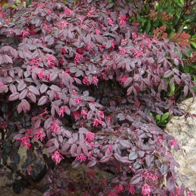 Image showing  3 gal. Loropetalum Cerise Charm