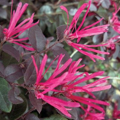 Image showing  3 gal. Loropetalum Cerise Charm