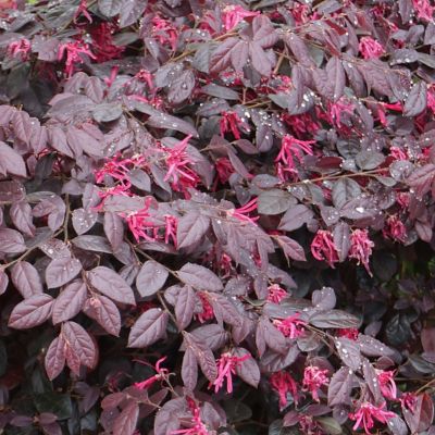 Image showing 5 th National Plant Network 3 gal. Loropetalum Cerise Charm