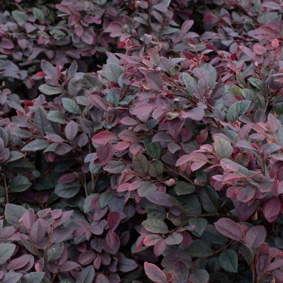 Image showing 6 th National Plant Network 3 gal. Loropetalum Cerise Charm