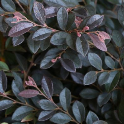 Image showing 7 th National Plant Network 3 gal. Loropetalum Cerise Charm