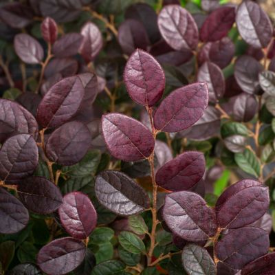 Image showing  3 gal. Loropetalum Crimson Fire