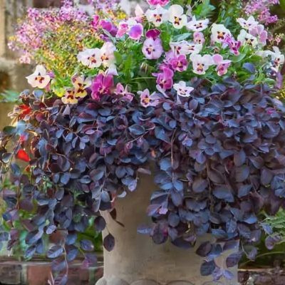 Image showing  3 gal. Loropetalum Purple Pixie