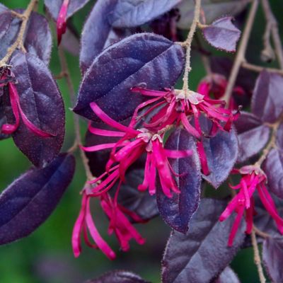Image showing  3 gal. Loropetalum Purple Pixie