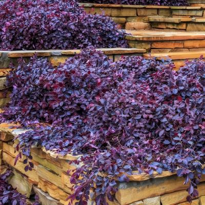 Image showing  3 gal. Loropetalum Purple Pixie