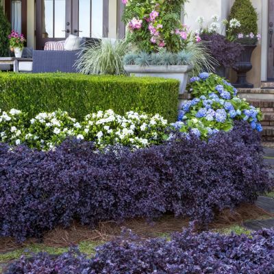 Image showing  3 gal. Loropetalum Purple Daydream