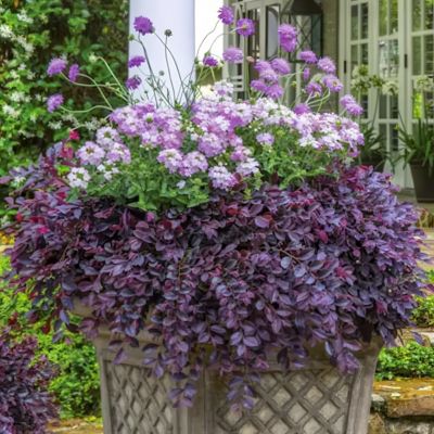 Image showing  3 gal. Loropetalum Purple Daydream