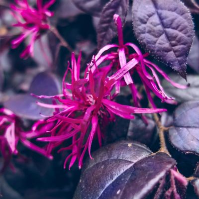 Image showing  3 gal. Loropetalum Purple Daydream