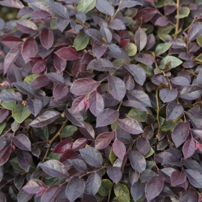 Image showing 5 th National Plant Network 3 gal. Loropetalum Purple Daydream