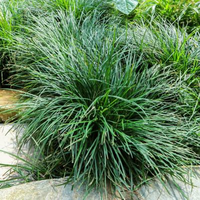 Image showing  1 gal. Dwarf Mondo Grass