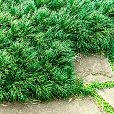 Image showing  1 gal. Dwarf Mondo Grass