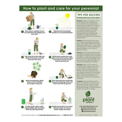 Image showing 6 th National Plant Network 1 gal. Dwarf Mondo Grass