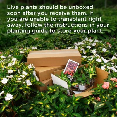 Image showing 7 th National Plant Network 1 gal. Dwarf Mondo Grass