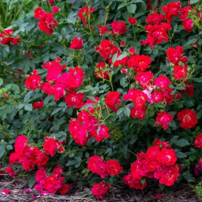 Image showing  3 gal. Drift Rose Red