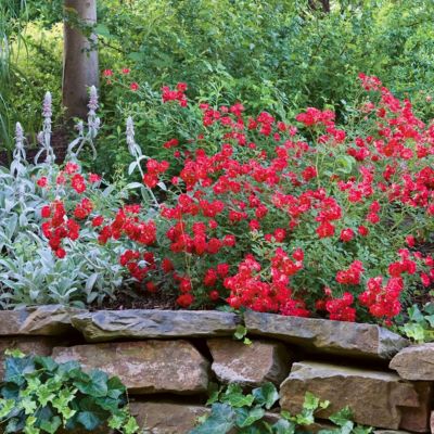 Image showing  3 gal. Drift Rose Red