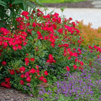 Image showing  3 gal. Drift Rose Red