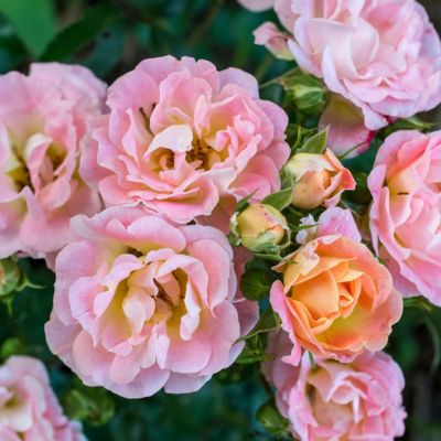 Image showing  3 gal. Drift Rose Peach