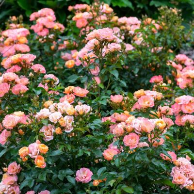 Image showing  3 gal. Drift Rose Peach