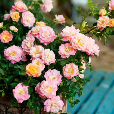 Image showing  3 gal. Drift Rose Peach