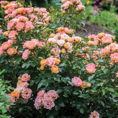 Image showing  3 gal. Drift Rose Peach