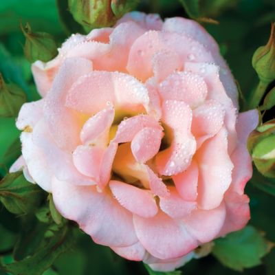 Image showing 5 th National Plant Network 3 gal. Drift Rose Peach