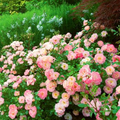Image showing 6 th National Plant Network 3 gal. Drift Rose Peach